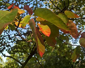 Low angle view of green leaves on tree