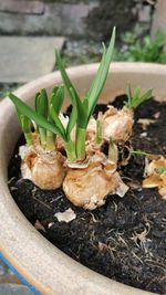 High angle view of potted plant