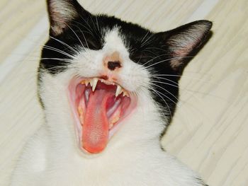 Close-up of cat yawning