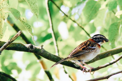 Sparrow perching on tree