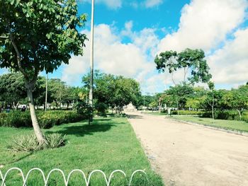 Trees in park against sky