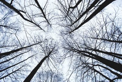 Low angle view of bare trees against sky