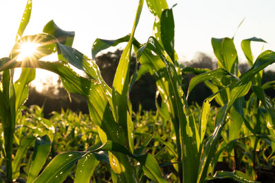 Close-up of dew drops on plants