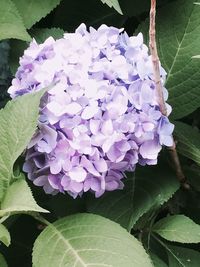 Close-up of purple flowers blooming outdoors