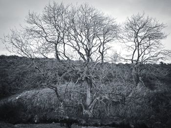 Bare tree on field against sky