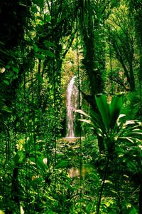 Scenic view of forest