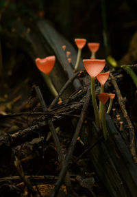 Close-up of plant