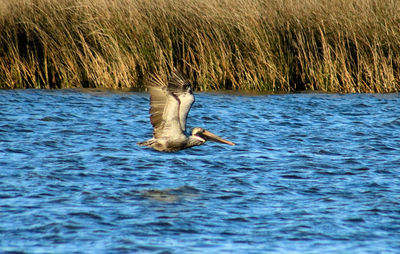 Side view of pelican flying over river