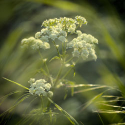 Close-up of white flowering plant on field