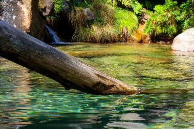 Scenic view of river flowing through rocks in forest