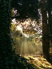 Trees in forest