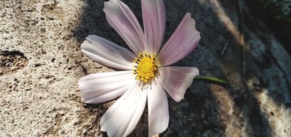 Close-up of white flower