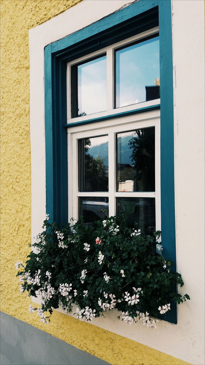 window, built structure, building exterior, architecture, building, plant, day, no people, nature, wall - building feature, house, growth, outdoors, glass - material, tree, sunlight, residential district, flowering plant, transparent, window frame