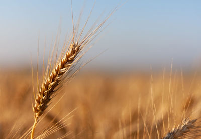 Close-up of wheat growing on field against sky