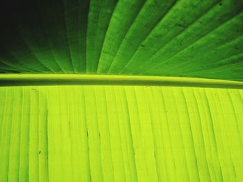 Full frame shot of green leaf