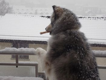 Close-up of dog on snow