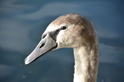 Close-up of swan swimming in water