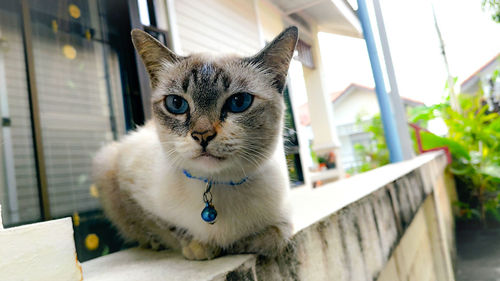 Portrait of cat sitting on floor
