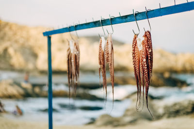 Close-up of octopus hanging on rack