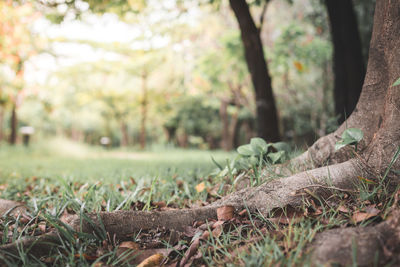 Close-up of tree trunk in field