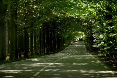 Road amidst trees in forest