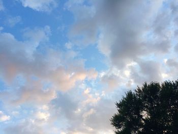 Low angle view of tree against sky