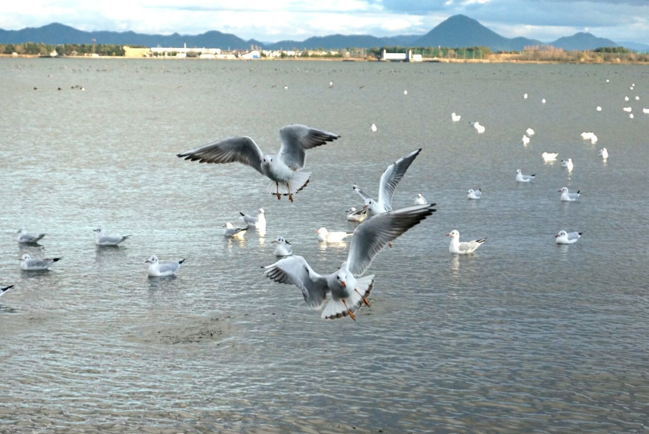 SEAGULLS IN LAKE