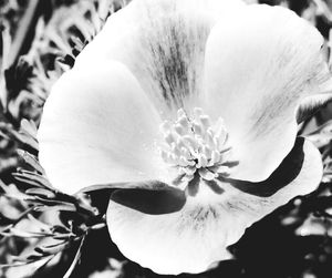 Close-up of flower