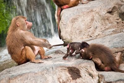 Rocks in zoo