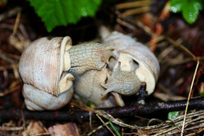 Close-up of snails 