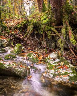 River flowing through forest