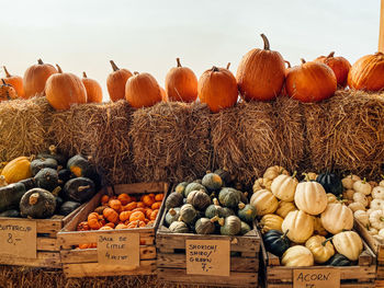 Pumpkins for sale in market