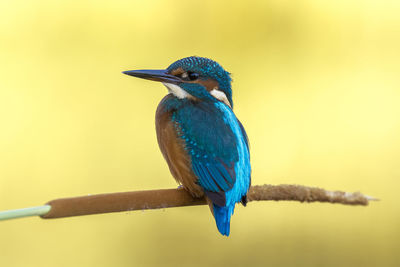 Close-up of kingfisher perching on plant