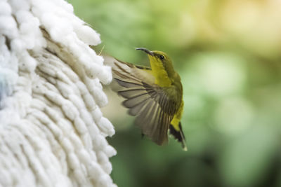 Close-up of bird flying