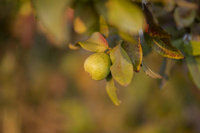 Guava leaves on the tree in an organic tropical garden.