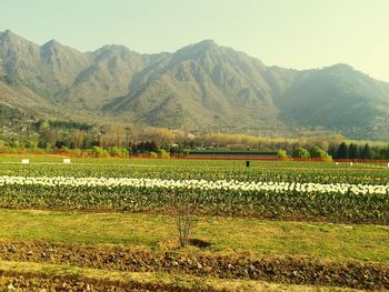 Scenic view of green landscape