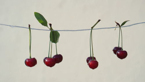 Close-up of red berries growing on plant against wall