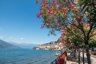 Scenic view of sea by tree against sky