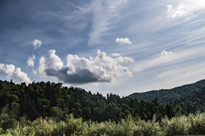 Panoramic view of forest against sky