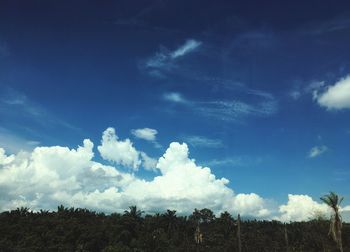 Low angle view of trees on field against sky