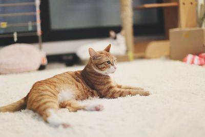 Close-up of cat sitting on rug