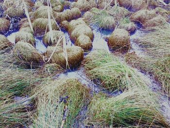 Full frame shot of hay bales in field