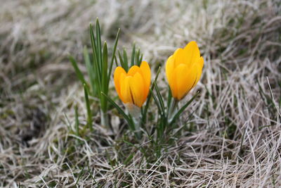 Close-up of yellow flowers blooming in field