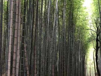 Bamboo trees in forest