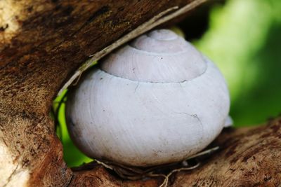 Close-up of mushroom growing on tree trunk