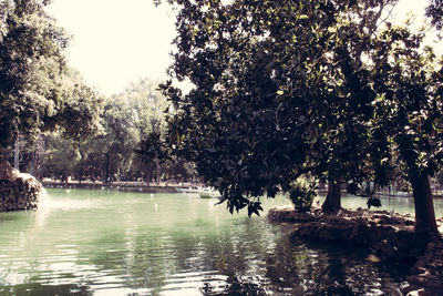 Trees by river against sky