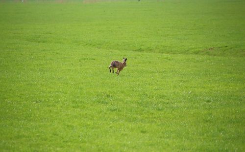 High angle view of hare running on grassy field
