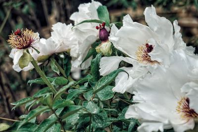 Close-up of fresh white flowers