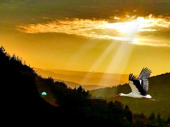 Birds flying in sky during sunset