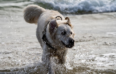 Golden retriever in the sea